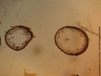 O009 10x.JPG